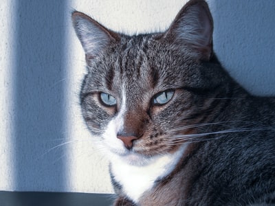 灰色虎斑猫
